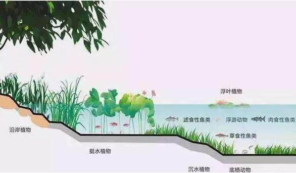 河湖水生态修复方案